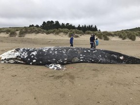 In this photo provided by the Point Reyes National Seashore is a whale that washed ashore Thursday, May 23, 2019, near Limantour Beach in Point Reyes National Seashore, Calif. Authorities say a dead whale has washed ashore in the San Francisco Bay Area, bringing the total to 13 dead whales found in the area since March. The Marine Mammal Center says that more whales have been spotted in the San Francisco Bay Area since March and scientists fear it's because they are starving and can't complete their annual migration to Alaska.