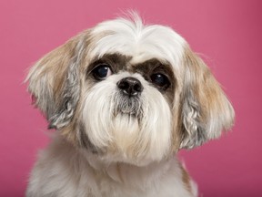 A general picture of a Shih Tzu. This is not Emma, the dog who was put down.