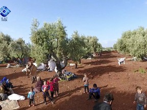 This frame grab from video provided by the activist-operated Thiqa News Agency, shows residents displaced from the latest violence that hit the last rebel stronghold, taking refuge in olives orchids near the town of al-Atmeh, in northern Idlib, Syria, Thursday, May 9, 2019. Syrian government troops captured the village of Qalaat al-Madiq, a northwestern village known for its medieval fortress, on Thursday as they move deeper toward Idlib province, the last major rebel stronghold, activists and pro-government media said. (Thiqa News Agency via AP)