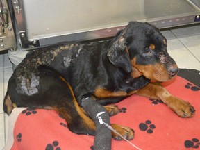 This young Rottweiler, found near Orillia, Ont., in 2017 with burns to much of its body, is an example of the abused and neglected animals typically rescued by the OSPCA.
