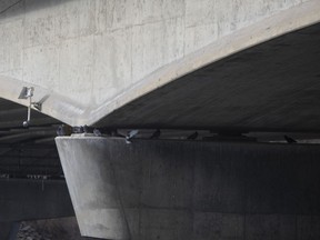 Pigeons roost on the Senator Sid Buckwold Bridge in Saskatoon, Sask., Wednesday, May 8, 2019. The City of Saskatoon says that for the past 50 years one of its bridges has accumulated nearly 350 tonnes of pigeon feces. It says those piles equal to roughly 230 cars sitting parked on the bridge.