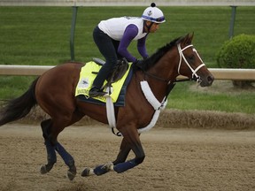 Kentucky Derby entrant Maximum Security is ridden during a workout at Churchill Downs Wednesday, May 1, 2019, in Louisville, Ky. The 145th running of the Kentucky Derby is scheduled for Saturday, May 4.