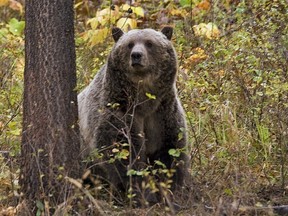 FILE - This undated file photo provided by the Montana Fish, Wildlife and Parks shows a sow grizzly bear spotted near Camas in northwestern Montana. Native American tribes are seeking permanent protections for the bruins, which would outlaw hunting regardless of the species' population size. (Montana Fish, Wildlife and Parks via AP, File)