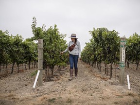 In this Aug. 24, 2017 photo provided by Quiet Pictures, Vanessa Robledo, a grape grower and entrepreneur, walks through one of her mother's vineyard rows to check the grape's sugar levels in Napa, Calif. "Harvest Season," a new PBS documentary scheduled to begin airing Monday, May 13, 2019, examines the contributions of Mexican Americans in the wine industry of California's Napa Valley.