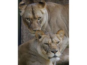In this Thursday, May 16, 2019 photo, two new female lions look out from their new habitat at the Audubon Zoo in New Orleans. The zoo is preparing to open its African lion exhibit Saturday, May 18.