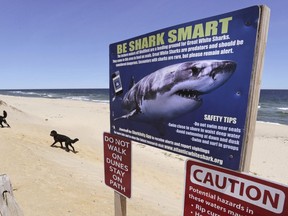 In this May, 22, 2019, photo, a woman walks with her dogs at Newcomb Hollow Beach, where a boogie boarder was bitten by a shark and later died of his injuries the previous summer, in Wellfleet, Mass. Cape Cod beaches open this holiday weekend, just months after two shark attacks, one of which was fatal, rattled tourists, locals and officials. Some precautionary new measures, such as emergency call boxes, have yet to be installed along beaches where great whites are known to frequent.