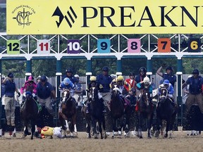 John Velazquez tumbles to the turf after falling off Bodexpress at the starting gate during the 144th Preakness Stakes horse race at Pimlico race course, Saturday, May 18, 2019, in Baltimore.