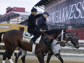Market King heads back to the barn after a light workout as the field is prepared for the running of the 144th Preakness horse race at Pimlico race track in Baltimore, Md., Saturday, May 18, 2019.