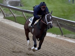 Market King exercises in preparation for the Preakness Stakes horse race, Thursday, May 16, 2019, at Pimlico Race Course in Baltimore. The race is scheduled to take place Saturday, May 18.