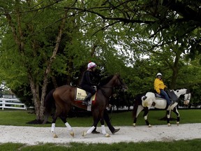 Preakness contender War of Will, with exercise rider Kim Carroll aboard, is led out of the barn to exercise, Tuesday, May 14, 2019, at Pimlico Race Course in Baltimore. The Preakness Stakes horse race is scheduled to take place Saturday, May 18.