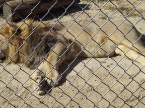 In this Sept. 30, 2017 photo made available by Erik Sommer, the lion Matthai relaxes inside his enclosure at the Conservators Center in Burlington, NC. Matthai escaped from his enclosure in December 2018, and fatally mauled a 22-year-old Conservators Center intern before he was shot eight times and died. Now the intern's family is supporting legislation in North Carolina that would tighten restrictions on ownership of large carnivorous animals. (Erik Sommers via AP)
