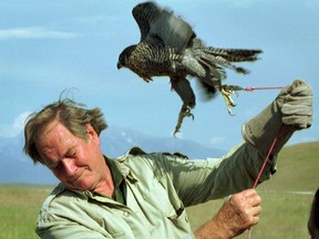 FILE - In this July 27, 1998, file photo, television personality Jim Fowler ducks to avoid being battered by a peregrine falcon on a tether at the National Bison Range near Missoula, Mont. Fowler, a naturalist who rose to fame on the long-running television show "Wild Kingdom," died peacefully surrounded by family on Wednesday, May 8, 2019, at his home in Norwalk, Conn. He was 89.