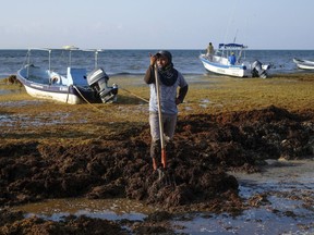 A worker pauses from removing sargassum seaweed from the shore of Playa del Carmen, Mexico, Wednesday, May 8, 2019. The problem affects almost all the islands and mainland beaches in the Caribbean.