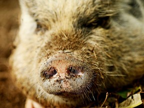 In this April 25, 2019 photo, a pig named Hamilton resides in Raleigh, N.C. The Carolina Hurricanes have not lost at home in the playoffs this year since Hamilton the pig became something of an unofficial mascot.