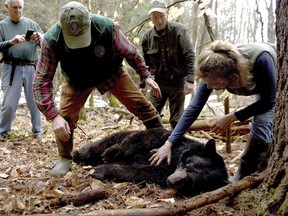 FILE - In this April 13, 2018 file photo, Andrew Timmins, the bear project leader with the New Hampshire Department of Fish and Game, steps over a tranquilized black bear as Nancy Comeau, right, of the USDA wildlife services, keeps a hand on the bear after it had been moved onto her side in Hanover, N.H. The bear, tagged and fitted with a tracking collar, was later relocated to far northern New Hampshire. But in May 2019, the bear returned to her home turf in Hanover.