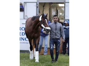 Maximum Security, the horse disqualified from the Kentucky Derby horse race, is led off a trailer by Edelberto Rivas upon the horse's arrival at Monmouth Park Racetrack, Tuesday, May 7, 2019, in Oceanport, N.J. The Kentucky Horse Racing Commission denied the appeal of Maximum Security's disqualification as Kentucky Derby winner for interference, saying the stewards' decision is not subject to appeal. Racing stewards disqualified Maximum Security to 17th place on Saturday and elevated Country House to first after an objection filed by two jockeys. Stewards determined he impeded the paths of several horses in the race. Owner Gary West confirmed that Maximum Security won't run in the upcoming Preakness, saying there's no need without a chance to compete for the Triple Crown.