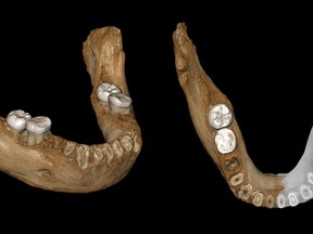 This combination of images provided by the Max Planck Institute for Evolutionary Anthropology, Leipzig shows two views of a virtual reconstruction of the Xiahe mandible. At right, the simulated parts are in gray. According to a report released on Wednesday, May 1, 2019, the bone is at least 160,000 years old, and recovered proteins led scientists to conclude the jaw came from a Denisovan, a relative of Neanderthals.