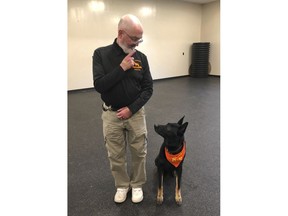 In this May 7, 2019 photo, Professor Stephen Mackenzie, head of the university's canine training program does an obedience drill with his dog Kimo, at the State University of New York, Cobleskill, in Cobleskill, N.Y. Mackenzie, who has trained military and police dogs for 40 years and authored professional manuals on the subject, said he developed Cobleskill's bachelor of technology degree partly in response to a heightened demand for working dogs in the aftermath of 9/11.