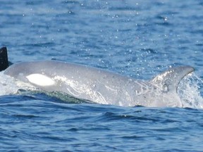 A rare white killer whale spotted off the coast of British Columbia.