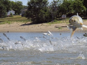 FILE - In this June 13, 2012, file photo, Asian carp, jolted by an electric current from a research boat, jump from the Illinois River near Havana, Ill. The U.S. Army Corps of Engineers' commanding officer has endorsed a $778 million plan for upgrading a lock-and-dam complex near Chicago to prevent Asian carp from invading the Great Lakes. Lt. Gen. Todd Semonite signed the final report Thursday, May 23, 2019. It now goes to Congress, which would need to give authorization and funding for the project to proceed.