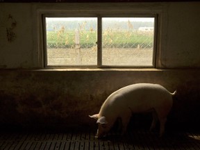 In this May 8, 2019, photo, a pig walks near a window in a barn at a pig farm in Jiangjiaqiao village in northern China's Hebei province. Pork lovers worldwide are wincing at prices that have jumped by up to 40 percent as China's struggle to stamp out African swine fever in its vast pig herds sends shockwaves through global meat markets.