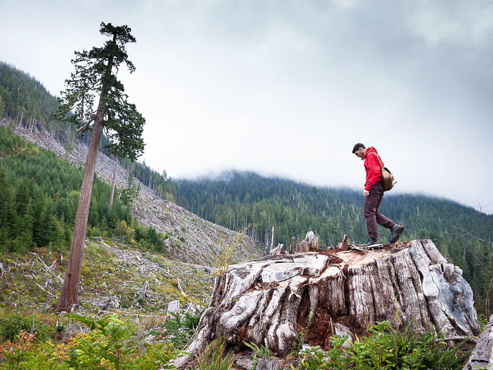 1000px x 750px - Lonely old fir's fate awakens man's activism | National Post