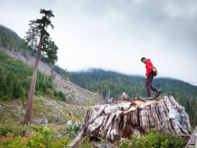 Harley Rustad explores the impact of logging on old-growth forest and what motivated one man to save a 20-storey fir on Vancouver Island.