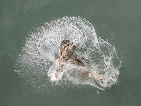In this Friday, May 10, 2019, photo released by China's Xinhua News Agency, a spotted seal splashes into the water after being released by officials near Dalian in northeastern China's Liaoning province. Animal groups cheered the release of 37 spotted seal pups rescued from traffickers into the wild in northern China.