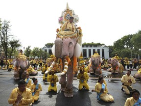 Handlers, known as Mahouts, lead a procession of 10 elephants to kneel outside the Grand Palace in honor of Thailand's King Maha Vajiralongkorn following his coronation ceremony in Bangkok, Thailand, Tuesday, May 7, 2019.