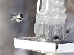 Black-capped chickadees eat seeds from a bird feeder.