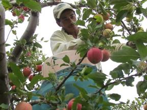 An upcoming dissertation suggests that the craft cider industry could potentially save small apple orchards and attract new farmers from urban areas