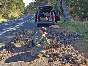 Patrick Freeling, game warden with the California Department of Fish and Wildlife, examines more than 800 poached dudleya plants along the side of a road in Mendocino County in March 2018.