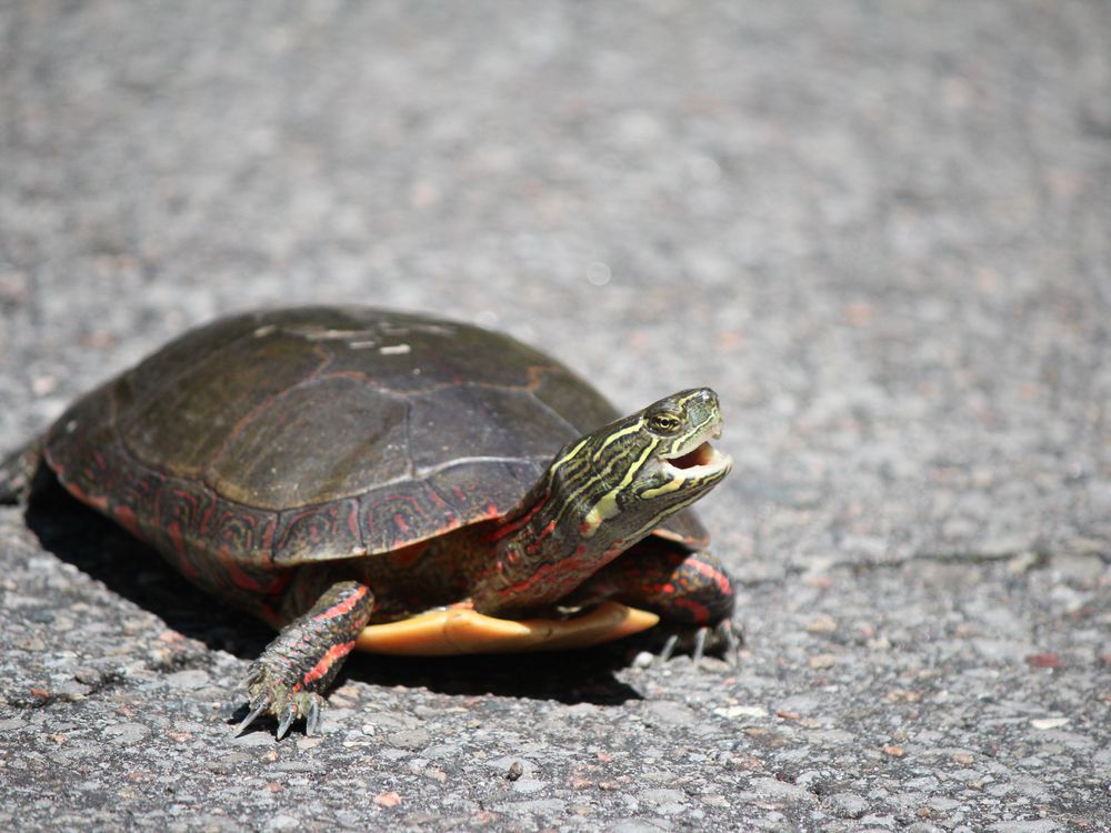 Nature Conservancy pleading Canadians to help turtles safely cross ...