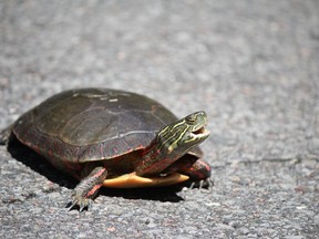 A painted turtle is seen in this undated handout photo. Why did the turtle cross the road? It may sound like the opening of a joke, but the Nature Conservancy of Canada is urging motorists to help the slow-moving reptiles get to the other side.
