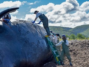 A North Atlantic right whale found dead last week in the Gulf of St. Lawrence has been brought to shore on western Cape Breton for a necropsy. The 40-year-old female whale named Punctuation, was towed late Monday, June 24, 2019 to Petit Etang, N.S., where pathologists from P.E.I.'s Atlantic Veterinary College were expected to examine the carcass.