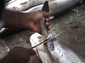 A worker cuts a shark fin at a fish market in Dubai, United Arab Emirates Tuesday, June 12, 2012 . Carving fins off live sharks and leaving them in the ocean to drown will become illegal in Canada as early as Friday. So will importing shark fins that are not still attached to a shark, to prevent Canada from being complicit in the practice of shark finning elsewhere.THE CANADIAN PRESS/AP, Kamran Jebreili