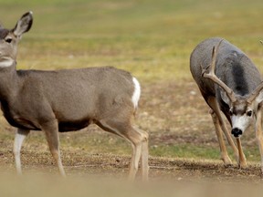 A mule deer buck shows interest in a doe on a fairway at the Anaconda Hills golf course in Great Falls, Mont., on Thursday, Nov. 15, 2007. A southern Alberta police officer caught on video repeatedly running over an injured deer will not be charged.