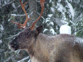 This photo provided by the British Columbia Forest Service shows part of the Southern Selkirk caribou herd moving north through the Selkirk Mountains about three miles north of the Washington state border into Canada, in November 2005.THE CANADIAN PRESS/AP-British Columbia Forest Service. Garry Beaudry