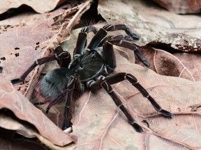 A 20-centimetre tarantula, shown in this undated handout photo, capable of killing a bird was filmed at its most vulnerable state shedding its armour-like exoskelton at a Victoria-area tropical jungle insectarium. Justin Dunning, Living Collections Manager at Victoria Butterfly Gardens, says after four years of trying he was able to capture on film the 10-hour molting process of his Burgundy goliath bird eater tarantula, which he reduced down to about two minutes of raw intensity through time-lapse video.