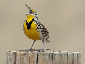 A western meadowlark trills from its fence post perch near Fort Benton, Mont. The bad news is that more than one-quarter of Canada's bird species are declining in population, many rapidly.