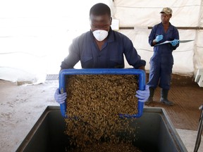 An employee empties a container full of black soldier fly larvae before they are weighed, at the Sanergy organics recycling facility near Nairobi, Kenya, March 10, 2019.