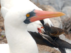 In a photo provided by Jaime Chaves, a vampiric finch drinks the blood of a Nazca booby. The finches only resort to their vampiric diet in lean times, and when they do, they put themselves at risk.