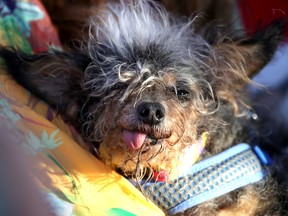 Scamp the Tramp looks on after winning the World's Ugliest Dog contest at the Marin-Sonoma County Fair on June 21, 2019 in Petaluma, California.