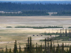 Buffalo graze on the Salt River plain in Wood Buffalo National Park which straddles the Alberta/Northwest Territories boundary.