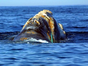 This file photo taken on June 19, 2001 by the National Oceanic and Atmospheric Administration shows an endangered North Atlantic right whale which is entangled in heavy plastic fishing link (Green Line-C) off Cape Cod, Massachusetts.