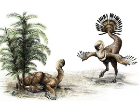 The feathered but flightless dinosaur Khaan. A male struts his stuff and fans his plumage for a watching female.