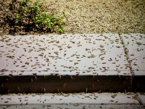 Grasshoppers swarm a sidewalk a few blocks off the Strip on July 26, 2019 in Las Vegas, Nevada.