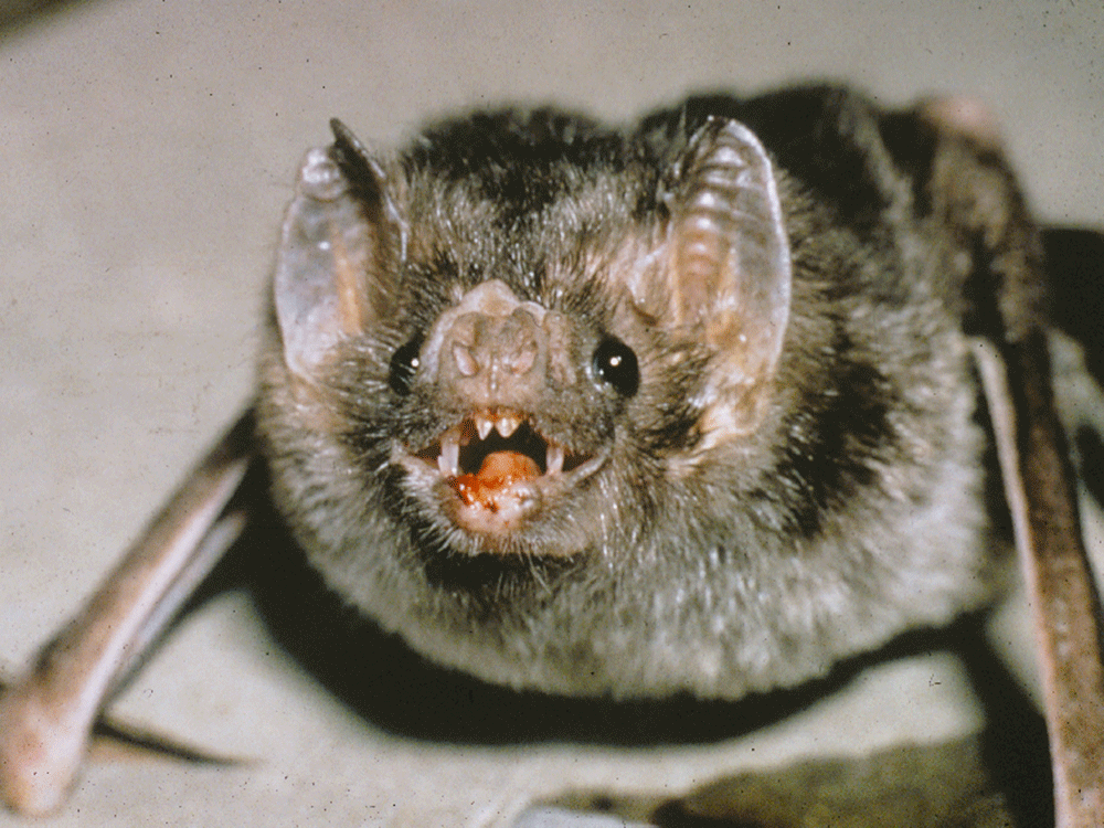 B.C. man dies of rare viral rabies infection after contact with a bat