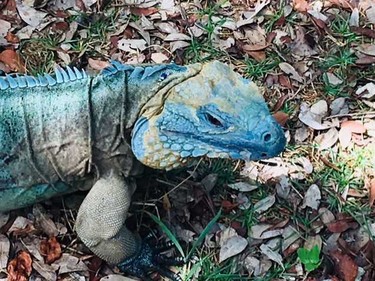 Blue iguanas are an endangered species.