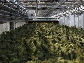 Cannabis plants grow in a greenhouse at the CannTrust Holding Inc. Niagara Perpetual Harvest facility in Pelham, Ont.